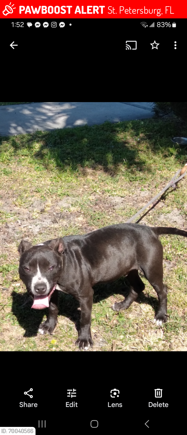 Lost Male Dog last seen Near newton ave so , St. Petersburg, FL 33701