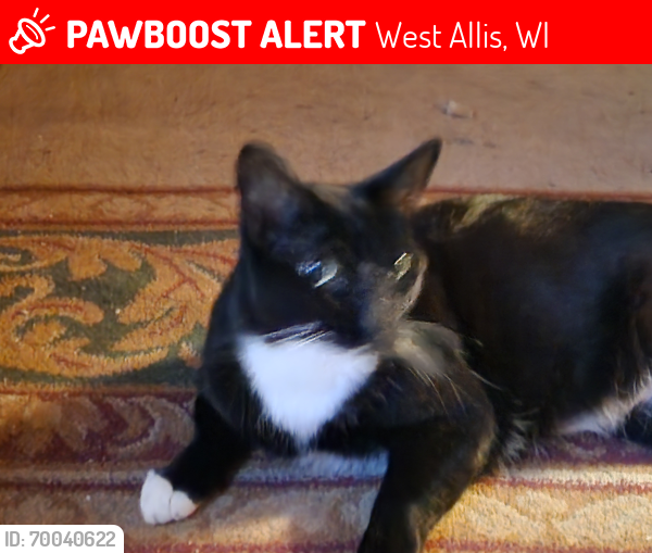 Lost Male Cat last seen 56th St. Between National and Greenfield , West Allis, WI 53214