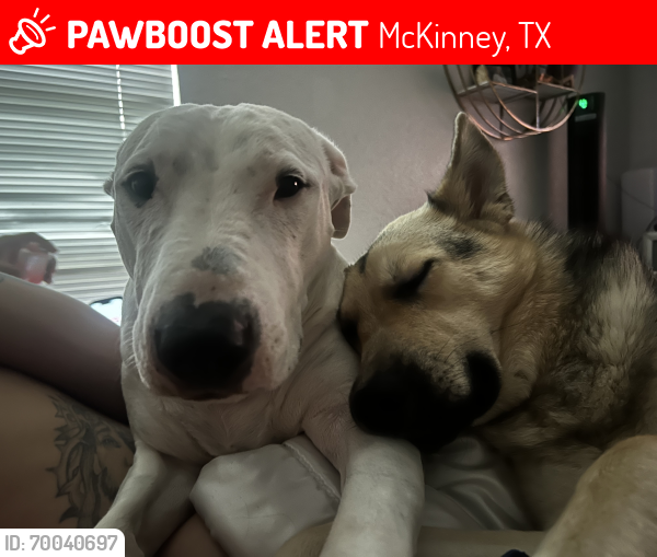 Lost Female Dog last seen Near Almond Ln McKinney Texas , McKinney, TX 75070