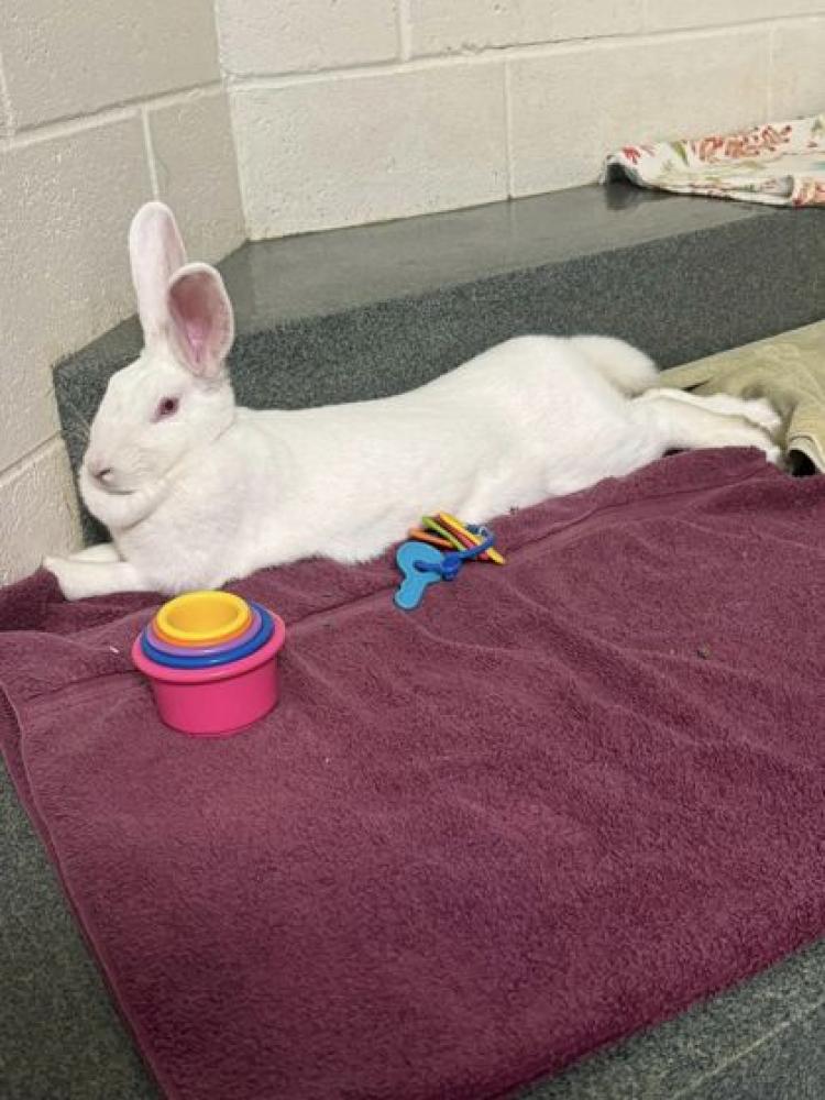 Shelter Stray Female Domestic rabbit last seen Herndon, VA, 20170, 705 Gentle Breeze Ct, Fairfax County, VA, Fairfax, VA 22032