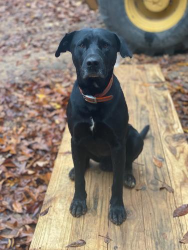 Lost Male Dog last seen Blu Vintage Market Formal Wear and Consignment , Madison, AL 35758