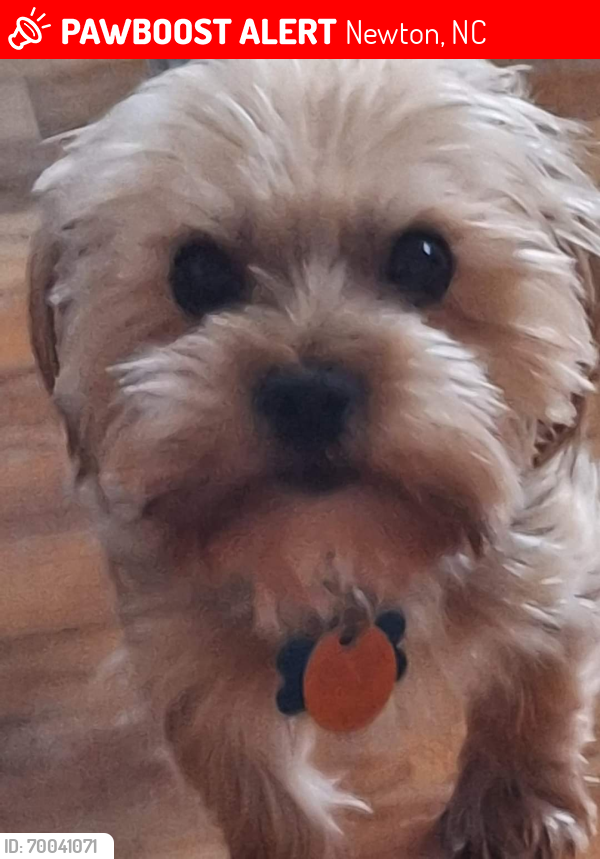 Lost Male Dog last seen Fred T Ford school , Newton, NC 28658