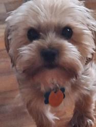 Lost Male Dog last seen Fred T Ford school , Newton, NC 28658