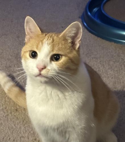 Lost Male Cat last seen Lincoln Ave, Glendale, OH 45246