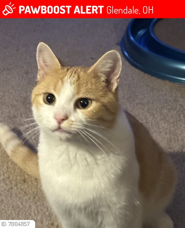 Lost Male Cat last seen Lincoln Ave, Glendale, OH 45246