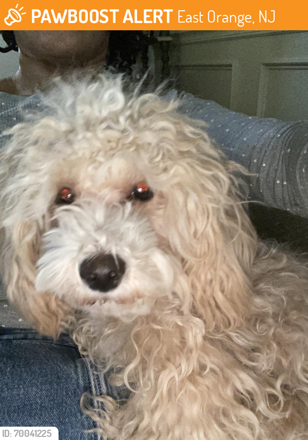 East Orange, NJ Stray Female Dog Found Near Rutledge and Hoffman blvd