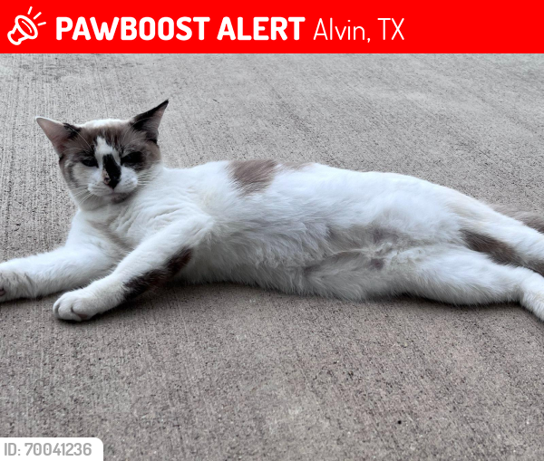 Lost Female Cat last seen Alvin, Texas, Alvin, TX 77511