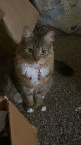 Lost Female Cat last seen 3rd and Eagle st, Anchorage, AK 99508