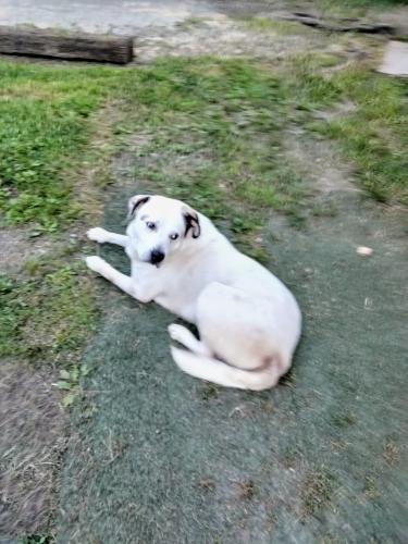 Lost Male Dog last seen Walnut avenue , Dalton, GA 30721