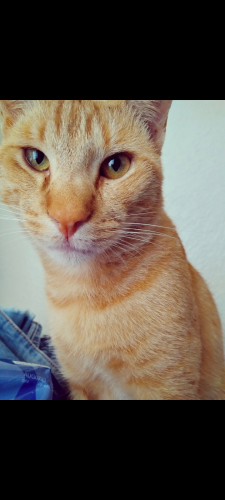 Lost Male Cat last seen Monroe st and haven Dr, Arvin, CA 93203