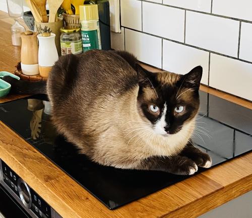 Lost Male Cat last seen Margaret and Godfrey Streets at our , East Toowoomba, QLD 4350