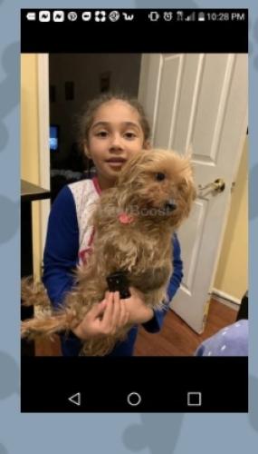 Lost Female Dog last seen Near Rockaway blvd , Queens, NY 11436