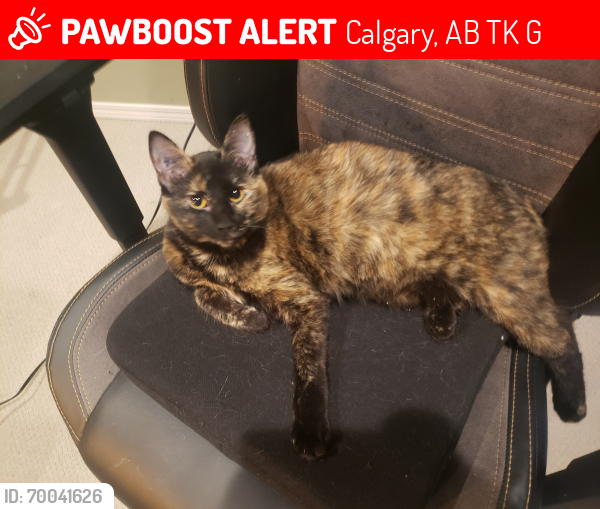 Lost Female Cat last seen Coventry Hills, Calgary, AB T3K 6G5