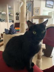 Lost Female Cat last seen Near Old Oak Dr, Palm Beach Gardens, FL 33410, Palm Beach Gardens, FL 33410
