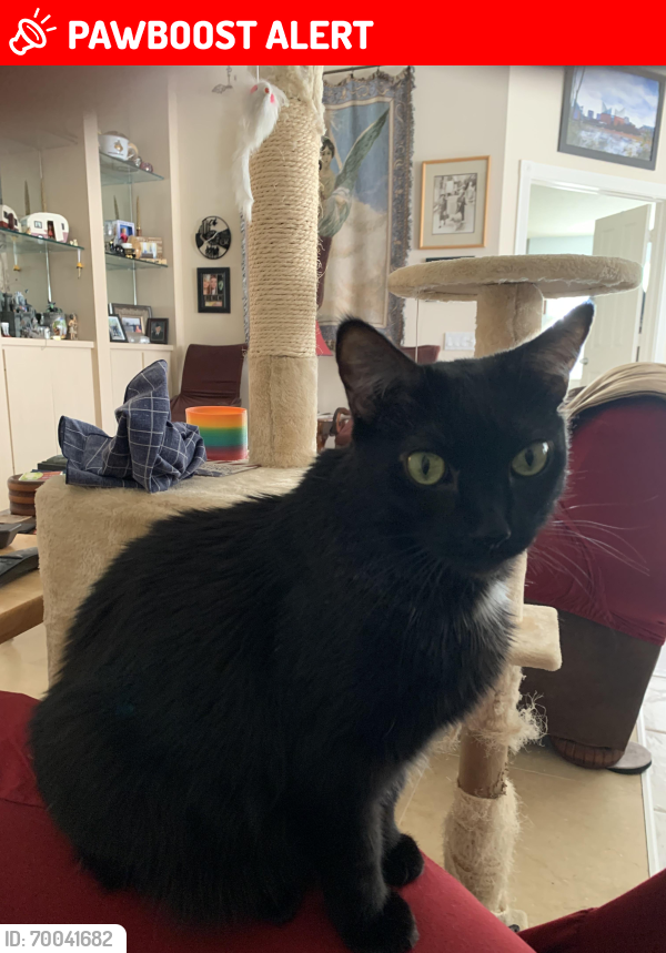 Lost Female Cat last seen Near Old Oak Dr, Palm Beach Gardens, FL 33410, Palm Beach Gardens, FL 33410