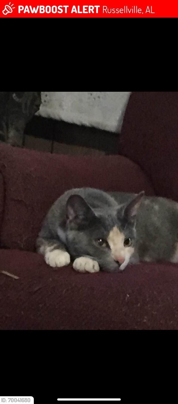 Lost Female Cat last seen She is missing, and which they found her, Russellville, AL 35654