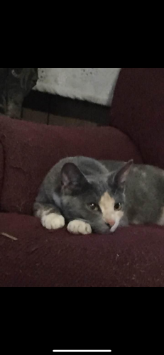 Lost Female Cat last seen She is missing, and which they found her, Russellville, AL 35654