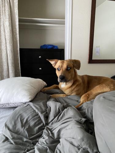 Lost Male Dog last seen poudre valley trailer park, Fort Collins, CO 80524