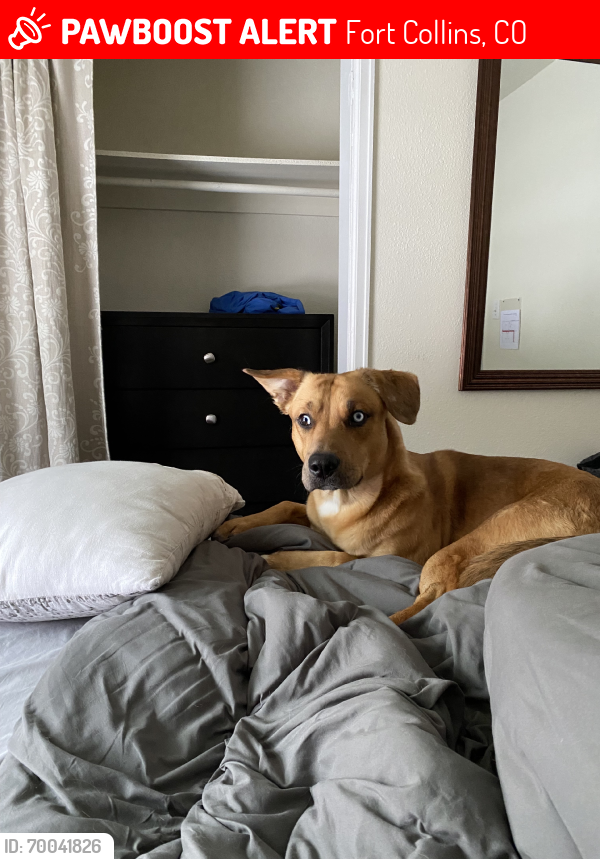 Lost Male Dog last seen poudre valley trailer park, Fort Collins, CO 80524
