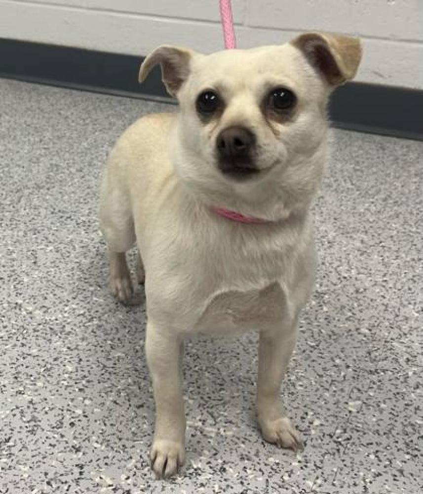Shelter Stray Female Dog last seen Canyon County, ID 83607, Caldwell, ID 83605