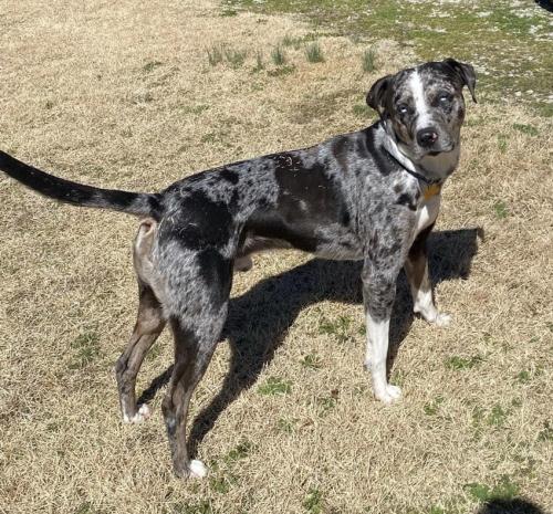 Lost Male Dog last seen Highway 21 North - County Road 18, Doniphan, MO 63935