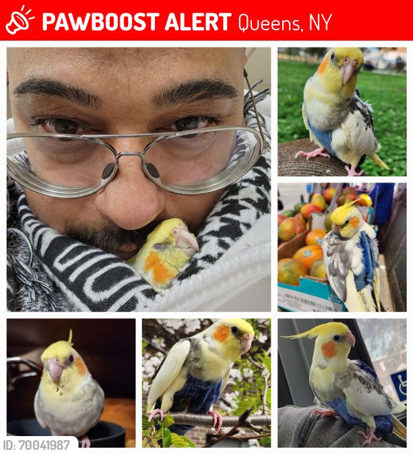 Lost Female Bird last seen Astoria Housing, Queens, NY 11102