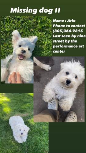 Lost Male Dog last seen Near hobson way , Oxnard, CA 93030