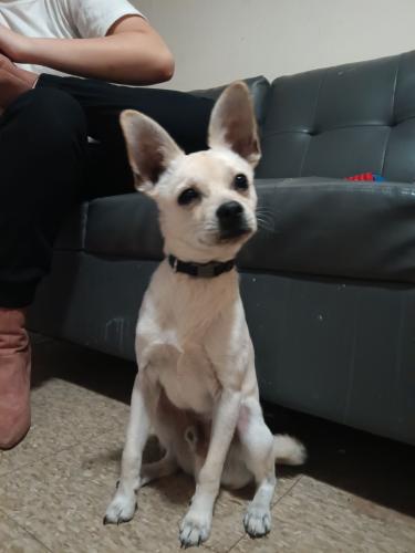 Lost Male Dog last seen Sargent and chestnut , Holyoke, MA 01040