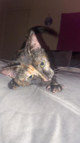 Lost Female Cat last seen Iris, Oxnard, CA 93033