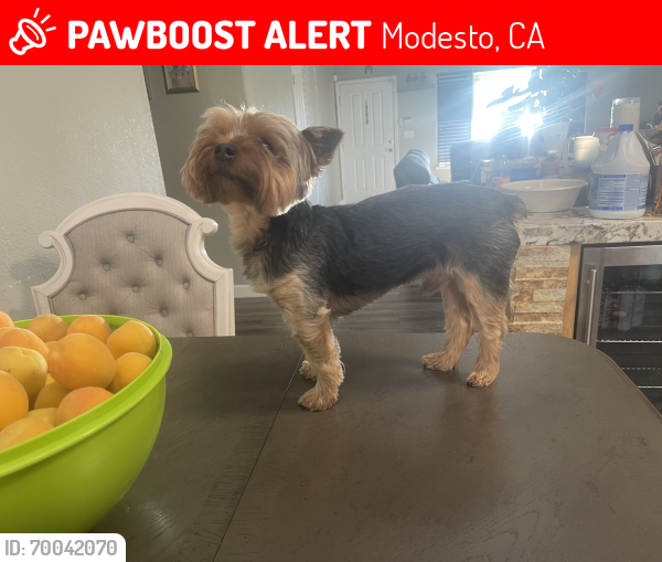 Lost Male Dog last seen Paradise road, Modesto, CA 95351