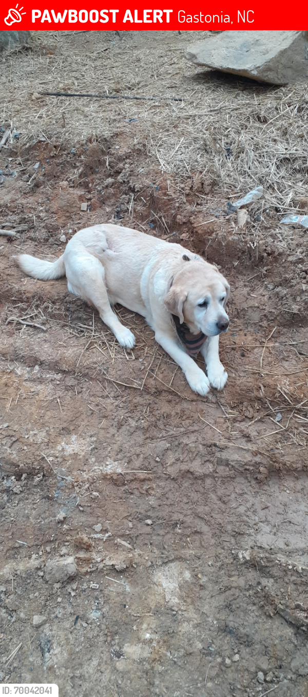 Lost Female Dog last seen South NEW hOPE Rd, Gastonia, NC 28056