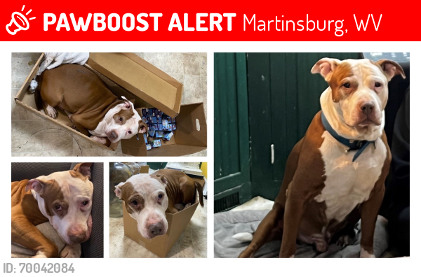 Lost Male Dog last seen Maple Ave, Martinsburg, WV 25401