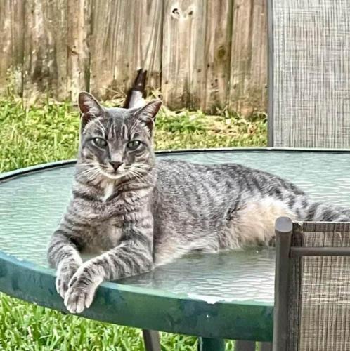 Lost Male Cat last seen Coral Way and 132 ave SW, Tamiami, FL 33175