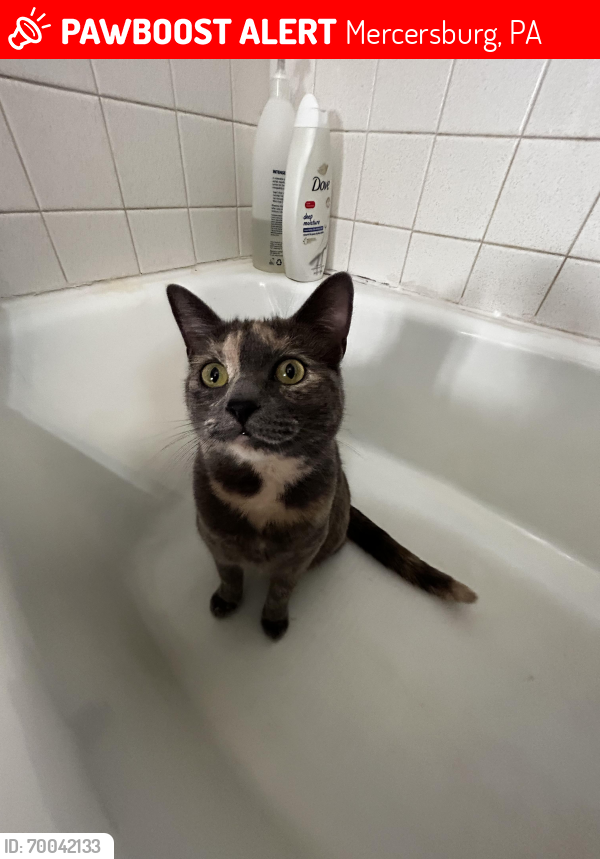 Lost Female Cat last seen Oregon St across from compadres , Mercersburg, PA 17236
