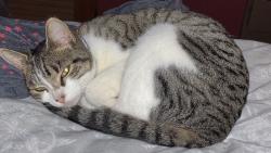 Lost Female Cat last seen Hwy 19, Zachary, LA 70791