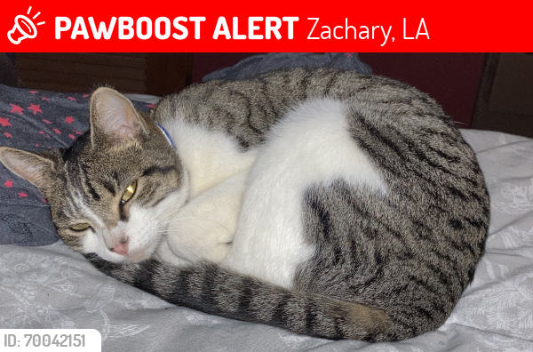 Lost Female Cat last seen Hwy 19, Zachary, LA 70791