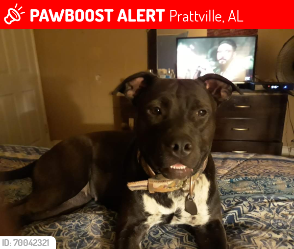 Lost Female Dog last seen Highway 82, Prattville, AL 36067