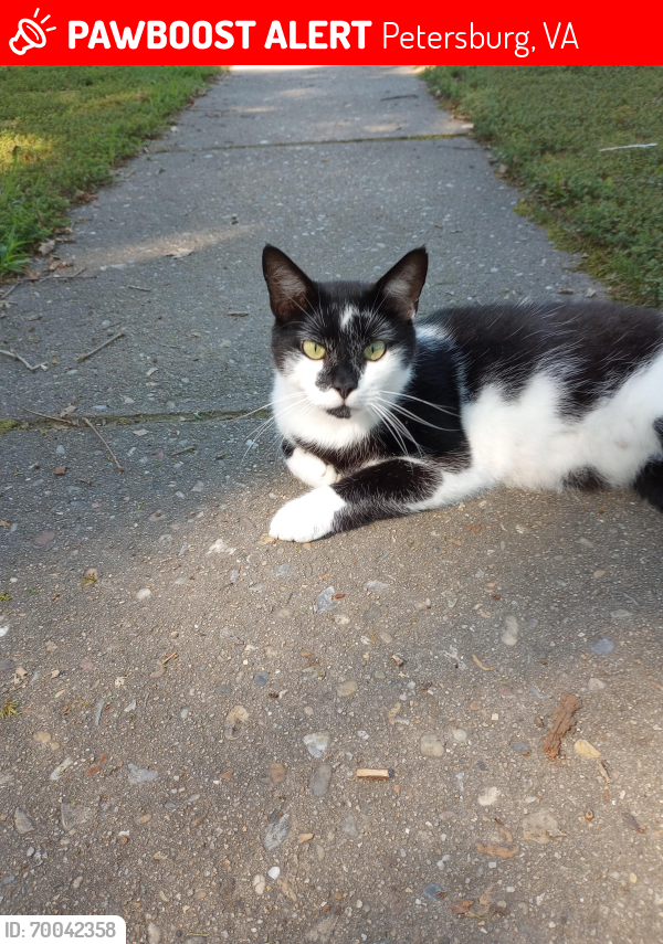 Lost Male Cat last seen Walton Street 2300 block, Petersburg, VA 23805