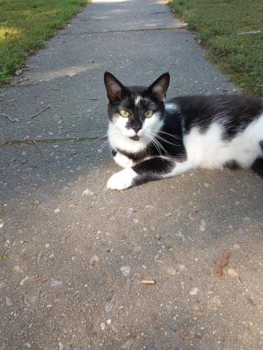 Lost Male Cat last seen Walton Street 2300 block, Petersburg, VA 23805