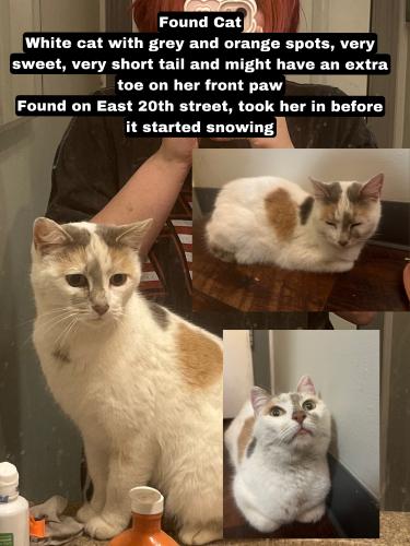 Found/Stray Female Cat last seen East 20th ave apmts , Columbus, OH 43211