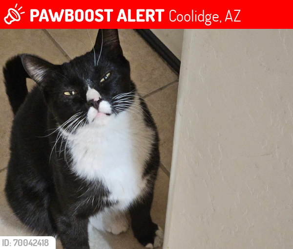 Lost Male Cat last seen Kenworthy Rd, Coolidge, AZ 85128
