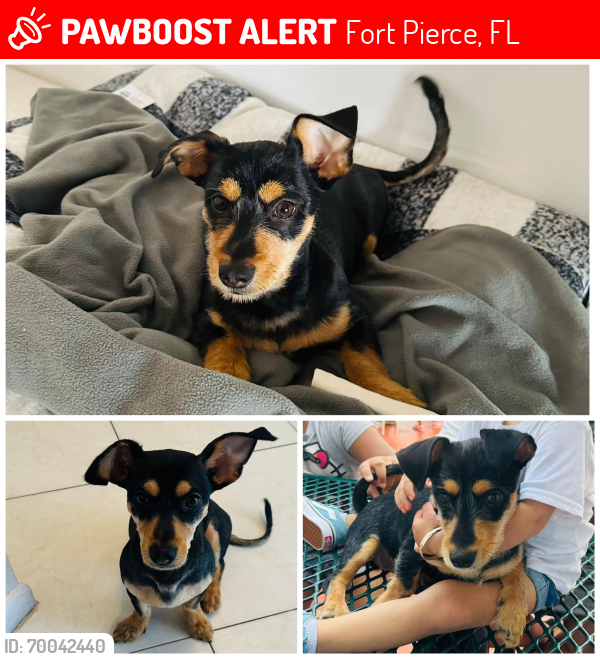 Lost Male Dog last seen Visto por última vez en E Weatherbee y la us1, Fort Pierce, FL 34982
