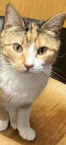 Lost Female Cat last seen South St, Gregory Rd, Valley Rd, Greenwich, CT 06807