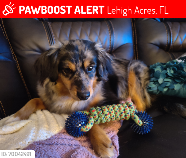 Lost Female Dog last seen Banning st, Lehigh Acres, FL 33971