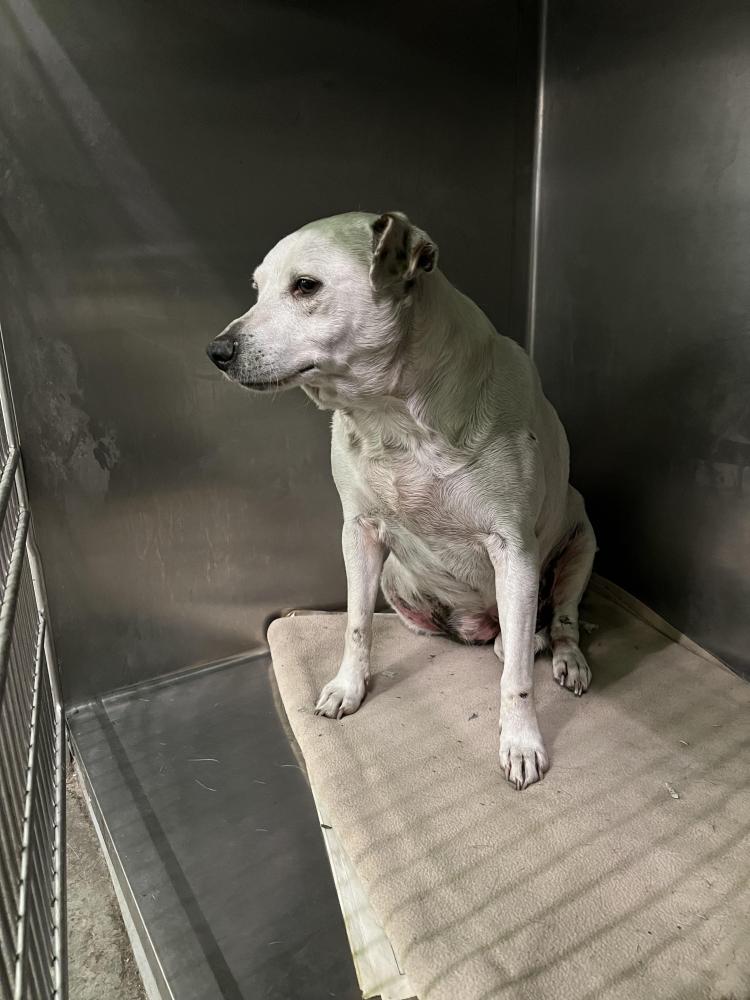 Shelter Stray Unknown Dog last seen , Los Angeles, CA 90047