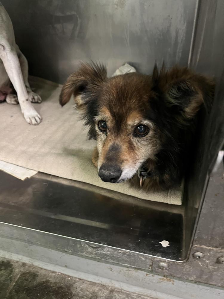 Shelter Stray Unknown Dog last seen , Los Angeles, CA 90047