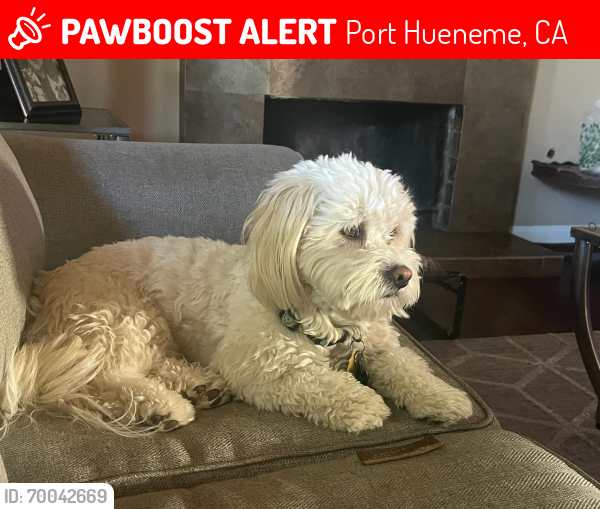 Lost Male Dog last seen Ventura rd , Port Hueneme, CA 93041