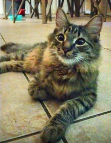 Lost Male Cat last seen 67th Ave & Sunnyside, Peoria, AZ 85345