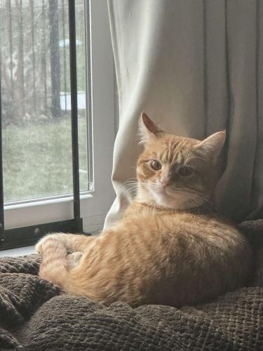 Lost Male Cat last seen Cortez and long , Chicago, IL 60644