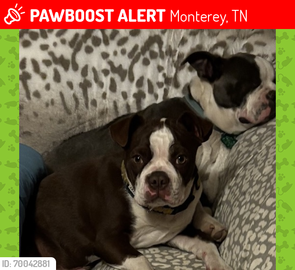Lost Male Dog last seen Highway 127 and Highway 62, Monterey, TN 38574